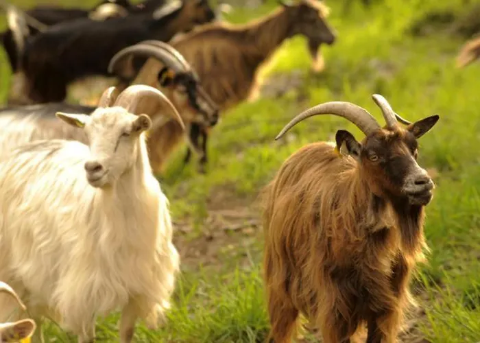 Casa Di Minnana Petreto-Bicchisano